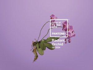 Pantone phalaenopsis colour