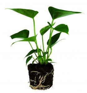 Anthurium pot, plug 10-18cm