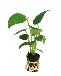 Anthurium pot, plug 6-12cm