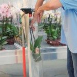 Inserting Phalaenopsis plants into sleeves