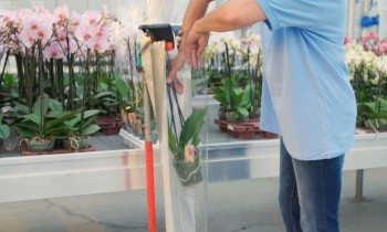 Colocar las plantas de Phalaenopsis en fundas de plástico