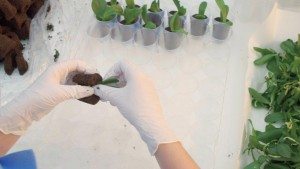 Tissue culture in plug Orchid