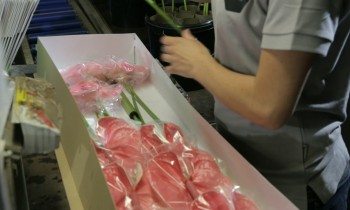 How are anthurium cut flowers packed?