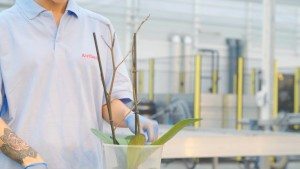Phalaenopsis takken worden gestokt
