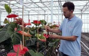 Breeding of Anthurium and Orchid