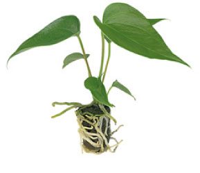 Anthurium cut flower plug 10-15cm
