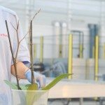 Phalaenopsis takken worden gestokt