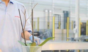 Hoe worden phalaenopsis gestokt?