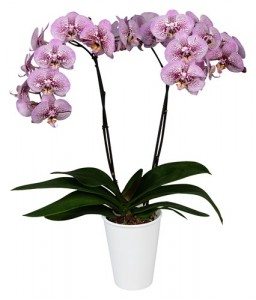 Orchidee Anthura Andorra