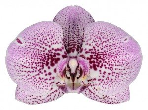 Orchid flower Anthura Andorra