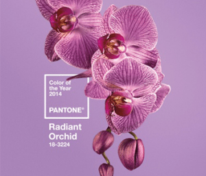 Pantone kleur 'Radiant Orchid' met Orchidee en Anthurium