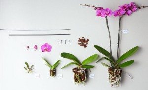 Sfeerbeeld veredeling Orchidee