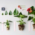 Veredeling Anthurium pot plant