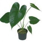 Anthurium cut flower pot 20-25cm