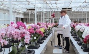 Anthurium and Orchid varieties are presented in the greenhouse