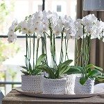 Orchidee Anthura Dover®