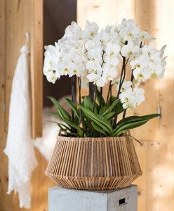 Orchidee Anthura Leeds®