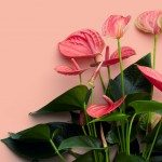 Potanthurium roze