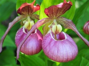Garden Orchid Kentucky pink