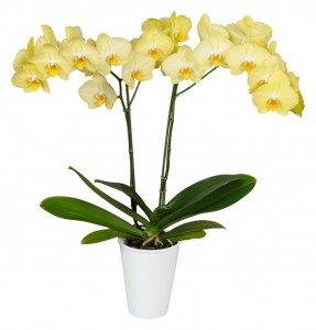 Orchidee Anthura Ferrara®