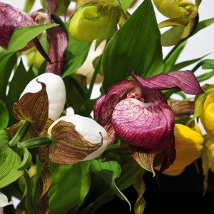 Garden Orchid