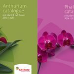 Anthura catalogues Anthurium en Phalaenopsis