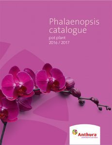 Phalaenopsis catalogue 2016/2017
