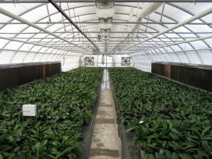 Pad and fan cooling in a low greenhouse