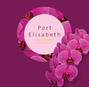 Noviteit Orchidee Anthura Port Elisabeth
