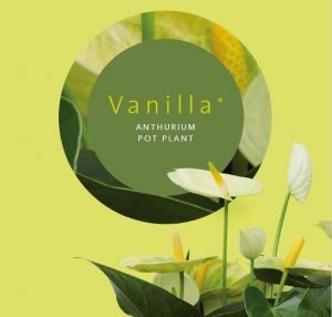 Novelty anthurium Vanilla®