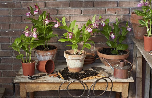 Garden Orchid Cypripedium