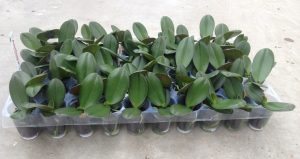 Teeltechniek tray met jonge planten in plug