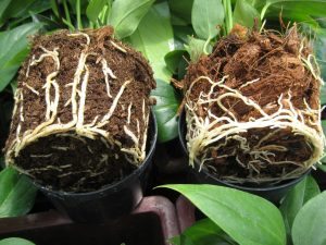 Teelttechniek pot anthurium twee fracties kokos