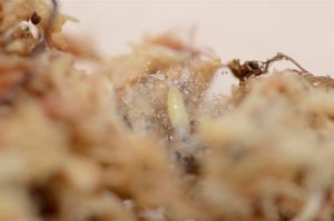 larve in plant
