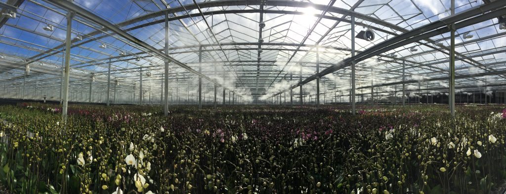 Humidity in the cultivation of Phalaenopsis