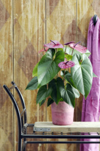 3 things you should not do with an anthurium