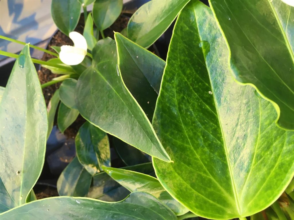 Thrips science in Anthurium and Phalaenopsis