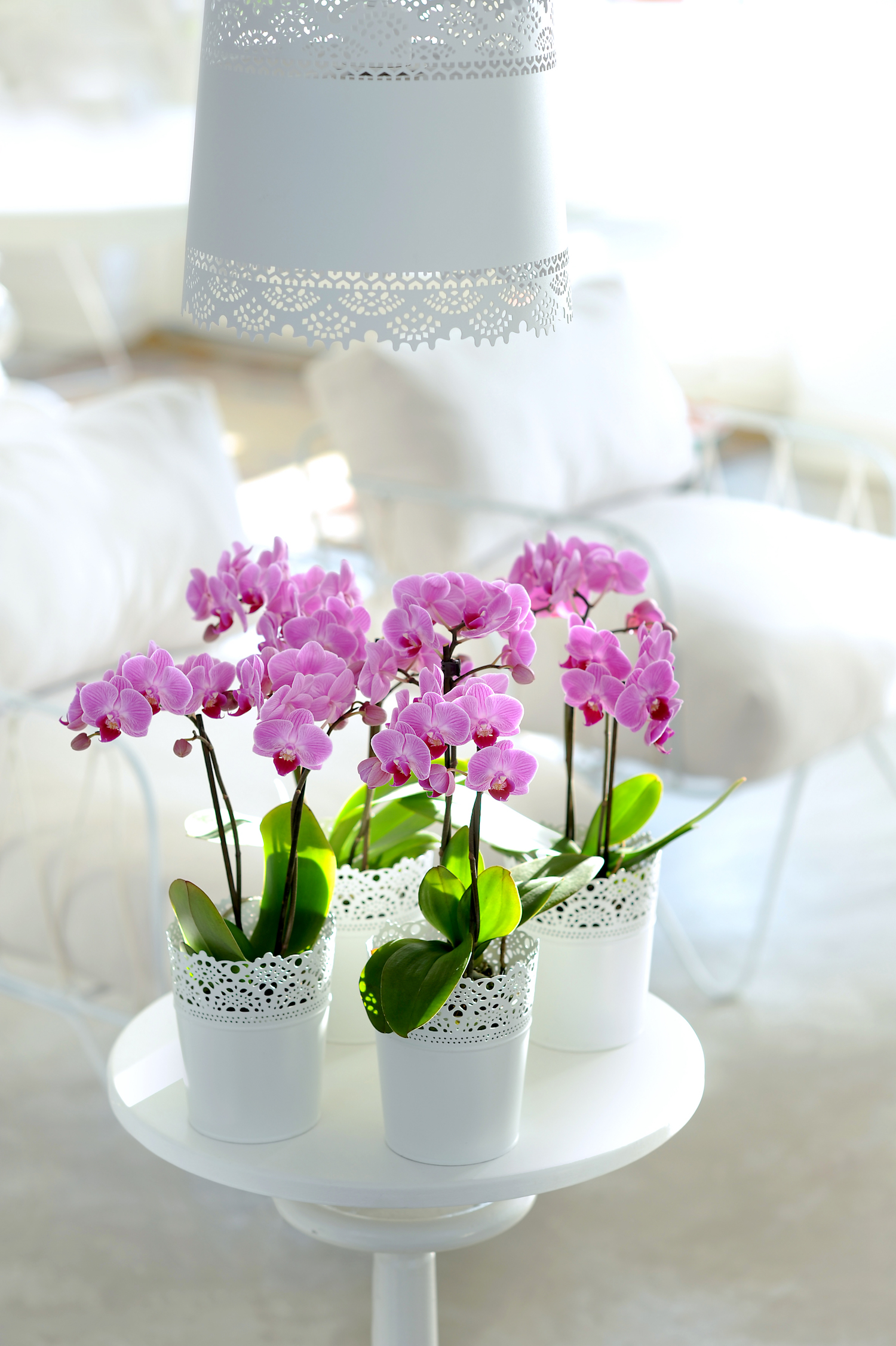 uitlokken nood beproeving Geef je orchidee een nieuw leven in de lente: 3 tips