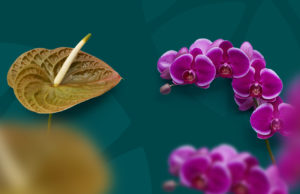 Anthura: veredelaar in anthurium en orchidee