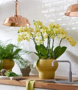 Exotic indoor plants that bring the summer feeling into your home