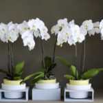 How to bring your orchid back to life