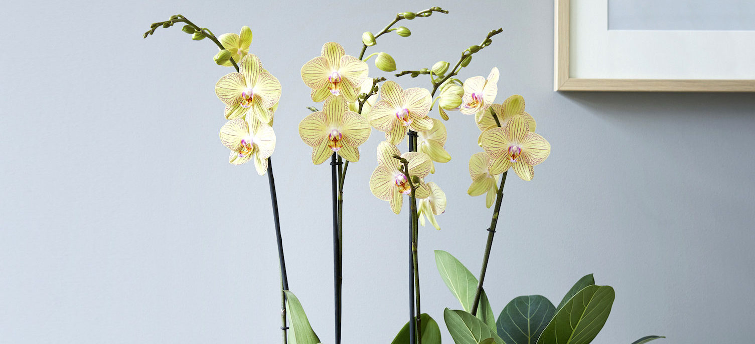 Niet verwacht gisteren Azië frozen-kleur-van-2020-clare-Torino-phalaenopsis-orchidee-plant-aspect-ratio-350x210-1-aspect-ratio-1140x520  - Anthura
