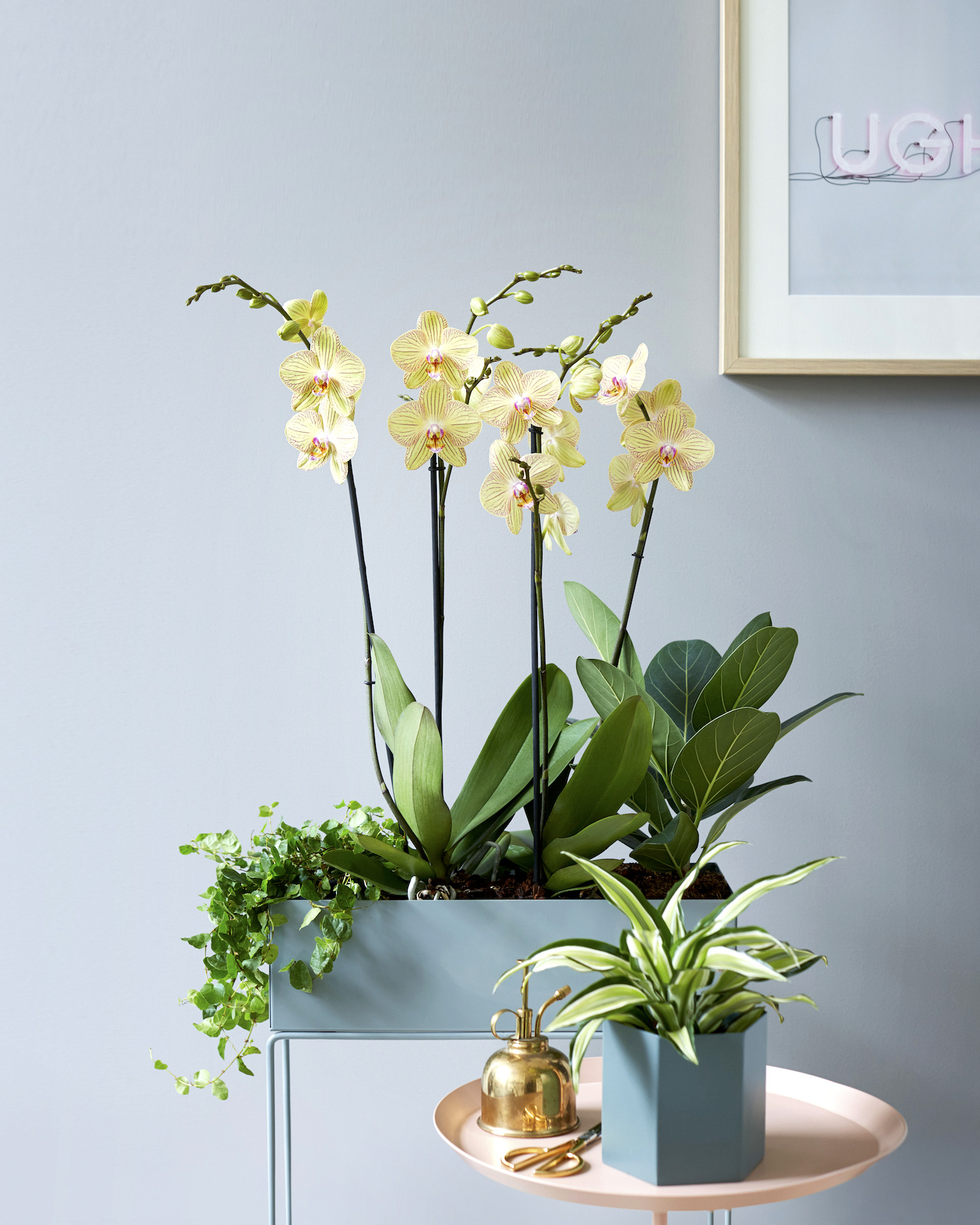 drempel ik ben verdwaald Doe het niet frozen-kleur-van-2020-clare-Torino-phalaenopsis-orchidee-plant - Anthura