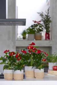 How to style your kitchen with Anthurium plants