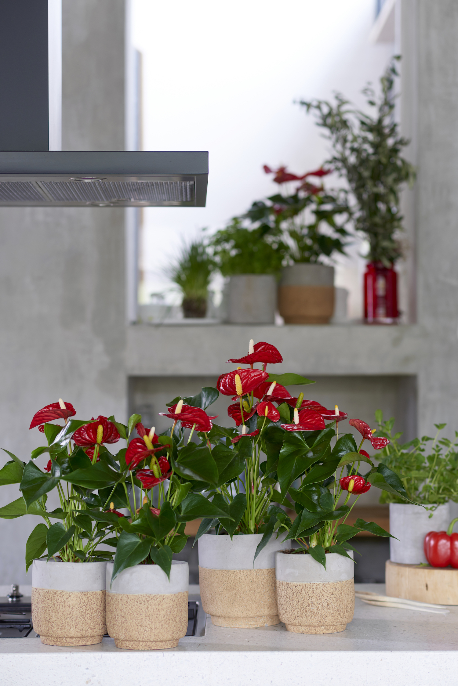 Inspiratie: zo style je de keuken met anthurium planten