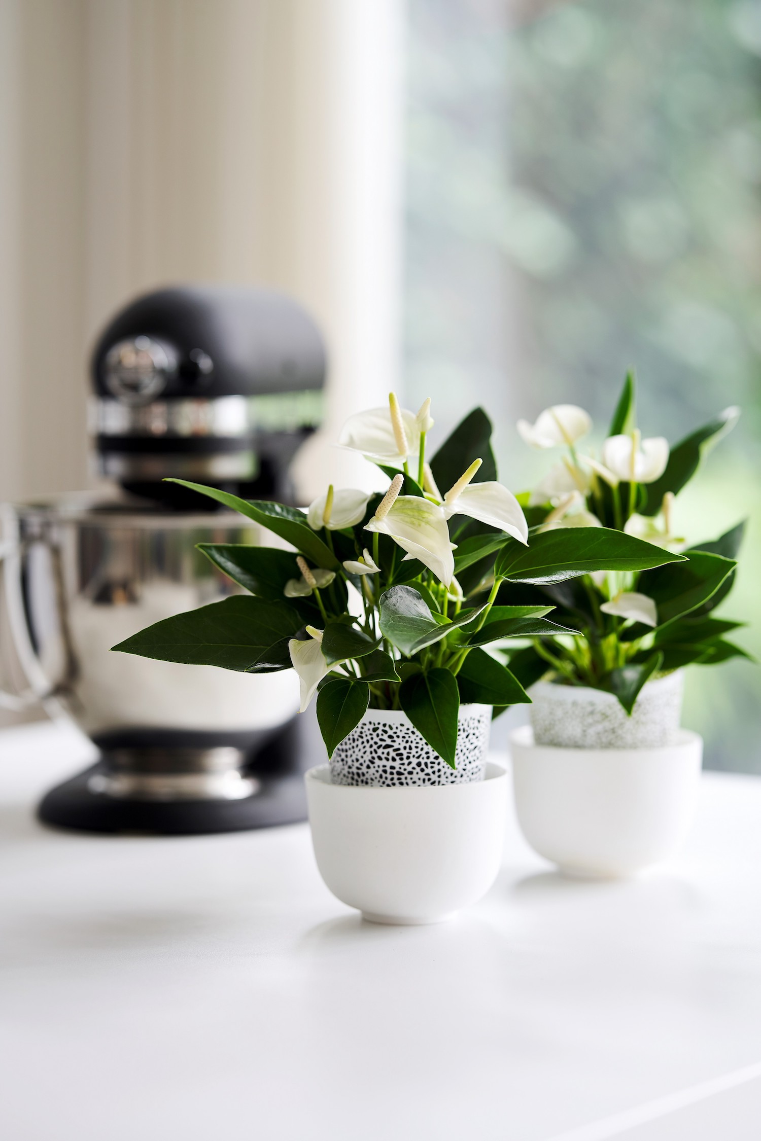 Inspiratie: zo style je de keuken met anthurium planten