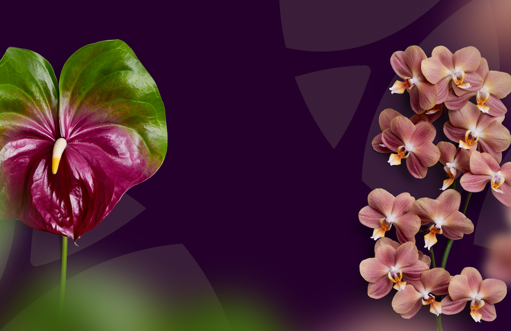 Anthura Anthurium En Orchidee Kweker