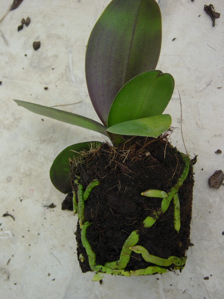 pH en anturio y phalaenopsis