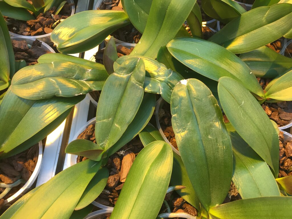 Thrips in Phalaenopsis