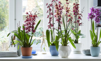 Aggiornare le orchidee esclusive